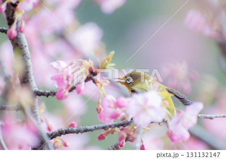 河津桜に止まるメジロの囀り 131132147