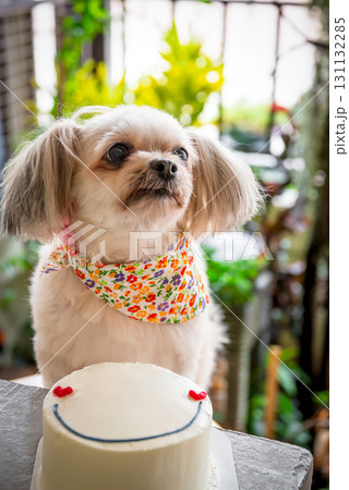 Dog so cute eat a birthday cake Dog so cute eat a birthday cake 131132285