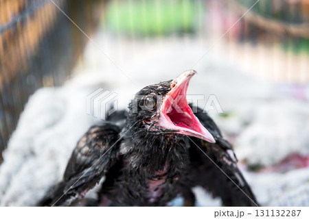 Bird (Asian koel) baby bird or chick nature wild Bird (Asian koel) baby bird or chick nature wild 131132287