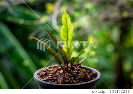 Greenery background nature plant leaf (Anthurium) 131132288
