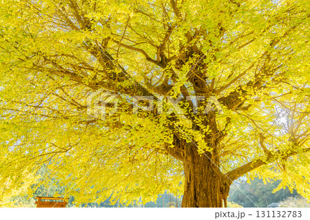 三重県南伊勢町　黄金色に輝く旧穂原小学校の大銀杏 131132783