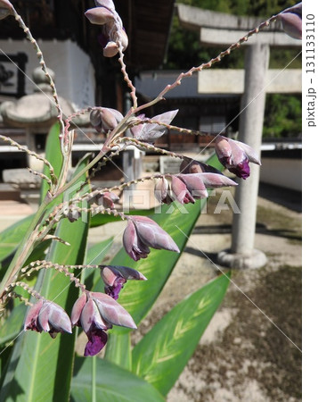 真夏に咲く「ミズカンナ」 131133110