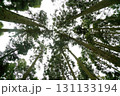 杉林 131133194