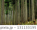 杉林 131133195