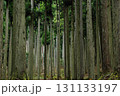 杉林 131133197