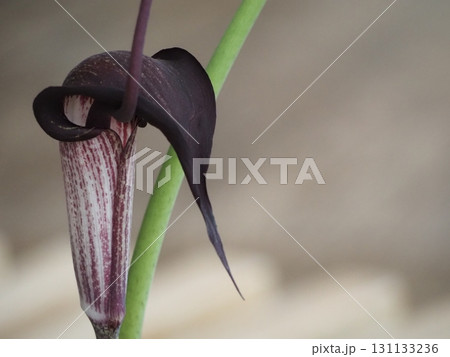 ウラシマソウ　黒褐色の苞	 131133236