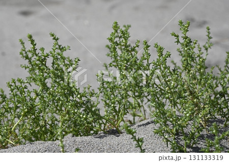 海岸に生育するオカヒジキ 131133319