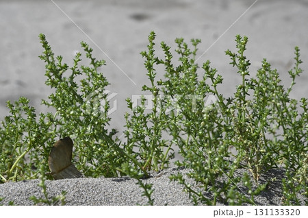 海岸に生育するオカヒジキ 131133320