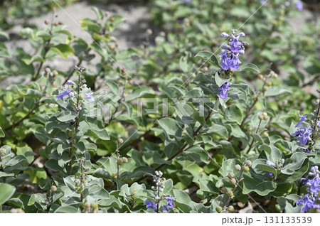 海岸に咲くハマゴウの花 海岸に咲くハマゴウの花 131133539