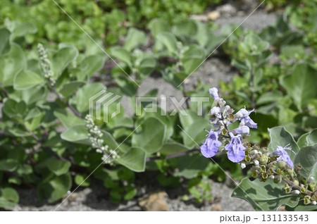 海岸に咲くハマゴウの花 131133543