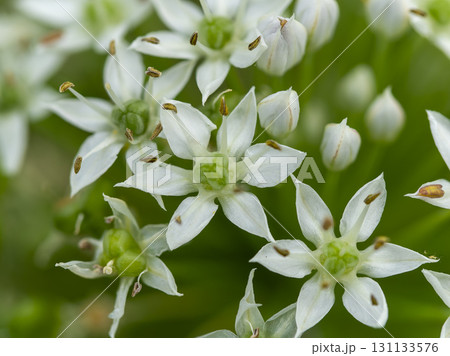 河川敷に咲くニラの花のクローズアップ 河川敷に咲くニラの花のクローズアップ 131133576