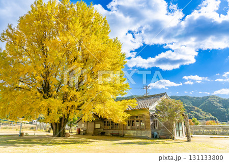 三重県南伊勢町　黄金色に輝く河内の大銀杏 131133800
