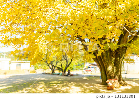 三重県南伊勢町　黄金色に輝く河内の大銀杏 131133801