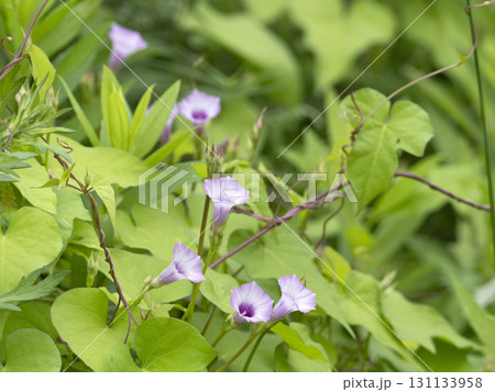 野原に咲いたマメアサガオ 野原に咲いたマメアサガオ 131133958