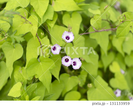 野原に咲いたマメアサガオ 野原に咲いたマメアサガオ 131133959