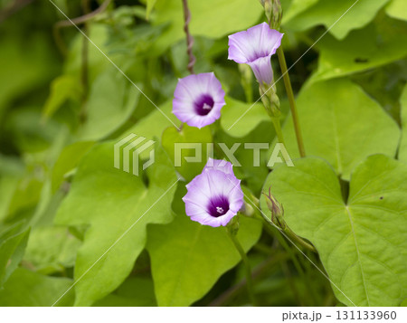 野原に咲いたマメアサガオ 野原に咲いたマメアサガオ 131133960