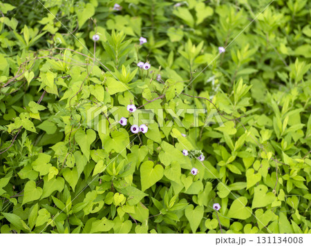 マメアサガオが咲く野原の風景 マメアサガオが咲く野原の風景 131134008