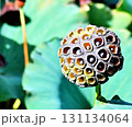 花の終わった蓮の花托 131134064