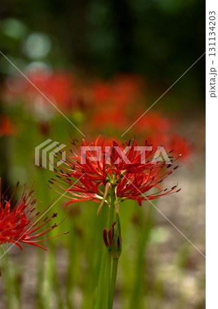 彼岸花 彼岸花 131134203