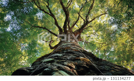 木の上から見上げた美しい緑の風景 131134277