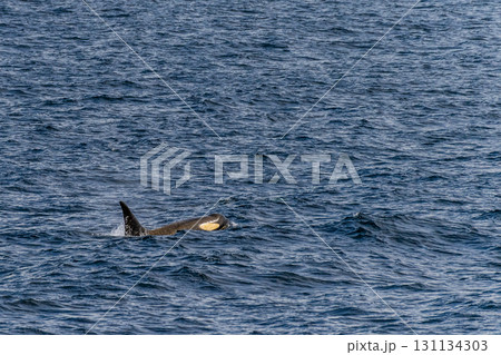 Killer whales in the Antarctic 131134303