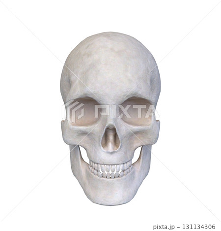 骸骨の顔クローズアップ 骸骨の顔クローズアップ 131134306