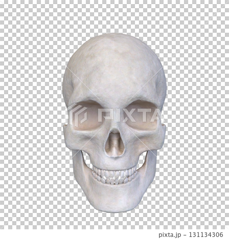 Skeleton face close up 131134306
