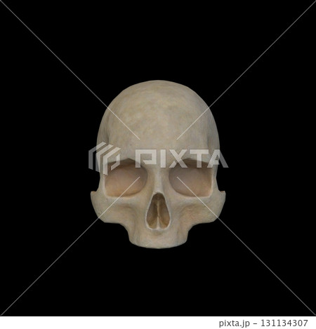 骸骨の顔クローズアップ 骸骨の顔クローズアップ 131134307