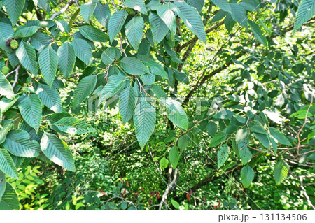 緑色のオオバヤシャブシの葉(夏、七月) 緑色のオオバヤシャブシの葉(夏、七月) 131134506