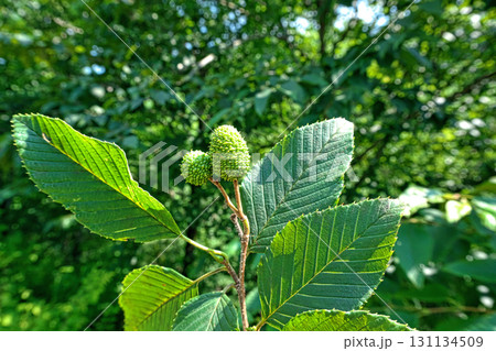 緑色のオオバヤシャブシの実（夏、七月） 131134509