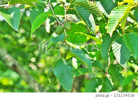 緑色のオオバヤシャブシの実（夏、七月） 131134516