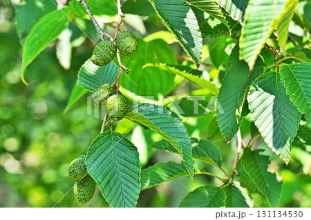 緑色のオオバヤシャブシの実（夏、七月） 131134530