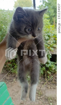 Gray and white kitten with curious mood being gently held against soft outdoor greenery background Gray and white kitten with curious mood being gently held against soft outdoor greenery background 131134937
