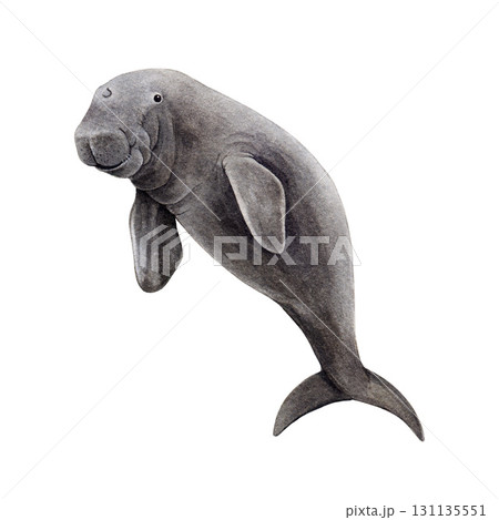 Dugong underwater animal vintage watercolor illustration. Hand drawn sea cow endangered marine life mammal. Single dugong isolated on white background 131135551