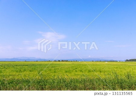 爽やかな夏空に綺麗にそびえる磐梯山 131135565