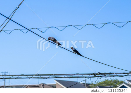 電線にとまるツバメ 131135844