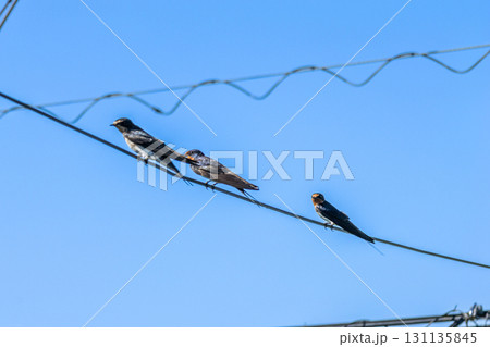 電線に止まるツバメ 電線に止まるツバメ 131135845