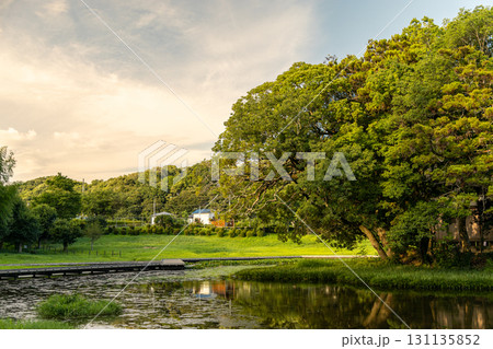 《厳島湿生公園》 夏の夕暮れに染まる池と小島 (神奈川県中井町) 《厳島湿生公園》 夏の夕暮れに染まる池と小島 (神奈川県中井町) 131135852