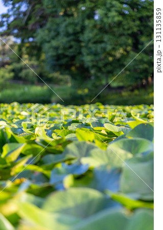 池一面に広がる葉たち 131135859