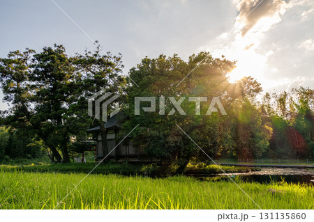 《厳島湿生公園》　夏の夕暮れに照らされる小島に建つ神社　（神奈川県中井町） 131135860
