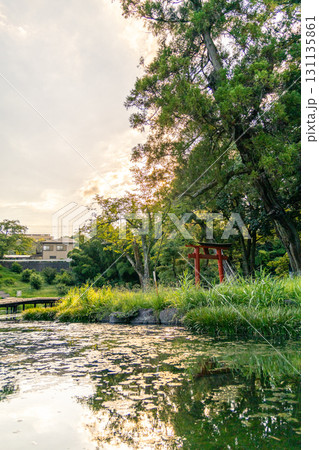 《厳島湿生公園》　夏の夕暮れに染まる赤い鳥居　（神奈川県中井町） 131135861