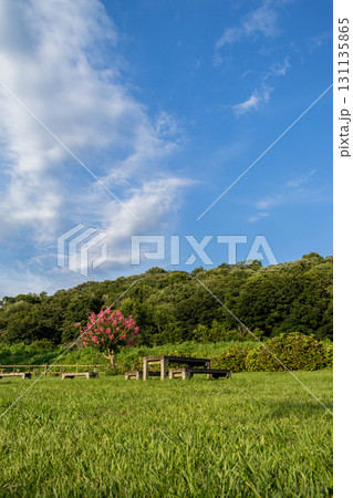 爽やかな青空と新緑 131135865