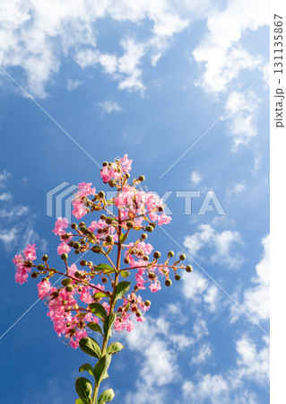 サルスベリの赤い花と青空 131135867