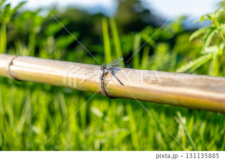 竹柵にとまる傷ついた羽のトンボ 131135885