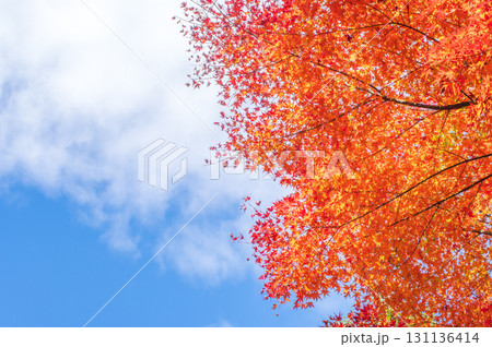真っ赤な紅葉と青空 真っ赤な紅葉と青空 131136414