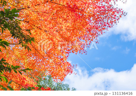 真っ赤な紅葉と青空 131136416