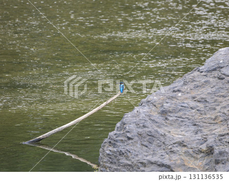 川の流木に止まるカワセミ 131136535
