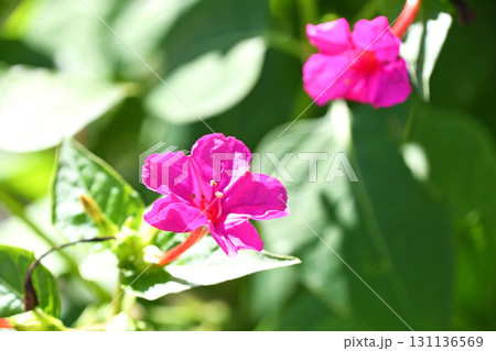 オシロイバナ（白粉花） 131136569