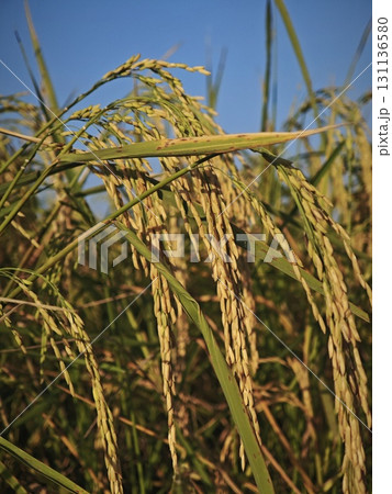 Ear of rice. Close up to rice seeds in paddy field. Ear of rice. Close up to rice seeds in paddy field. 131136580