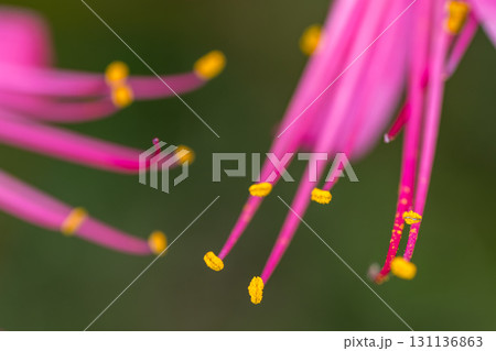 花粉の輝き 131136863